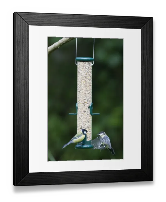 Framed Print : 004400 Framed Print : 004400