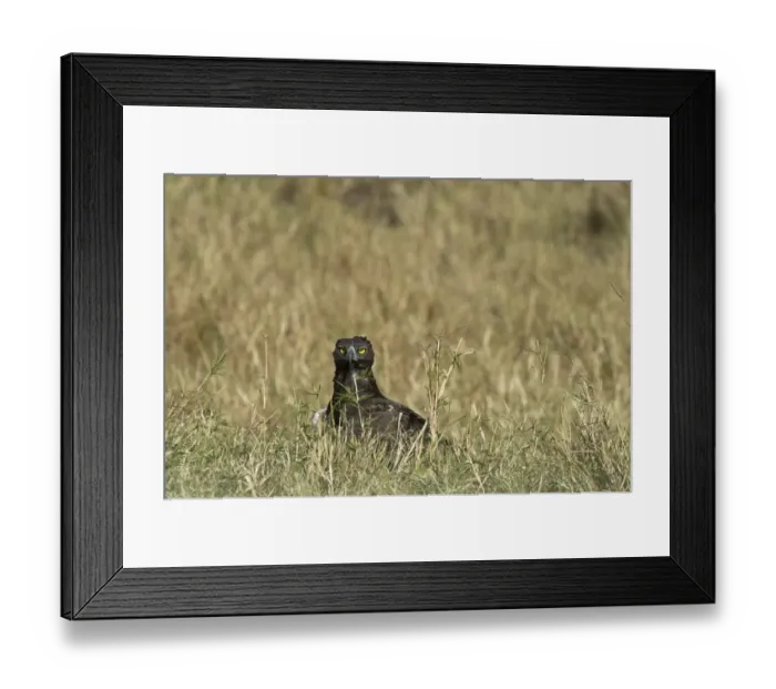 Framed Print : Martial Eagle Polemaetus bellicosus Masai Mara Kenya Framed Print : Martial Eagle Polemaetus bellicosus Masai Mara Kenya