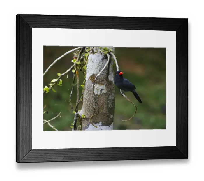 Framed Print : Black-fronted Nunbird Monasa nigifrons Iquitos Amazon Peru