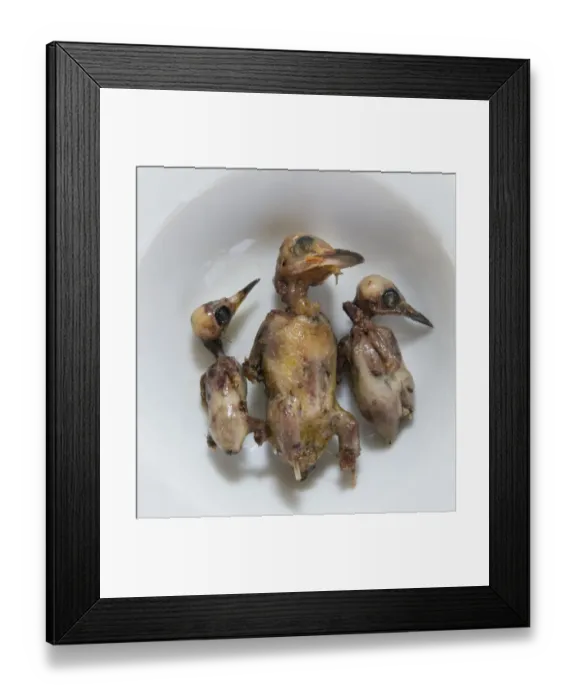 Framed Print : Ambelopoulia (means birds of the vineyards) small migratory birds prepared for eating Framed Print : Ambelopoulia (means birds of the vineyards) small migratory birds prepared for eating