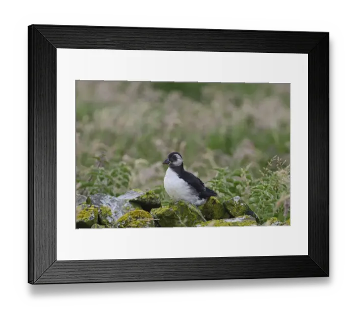 Framed Print : Puffin Fratercula arctic fledgling Inner Farne Northumberland summer Framed Print : Puffin Fratercula arctic fledgling Inner Farne Northumberland summer