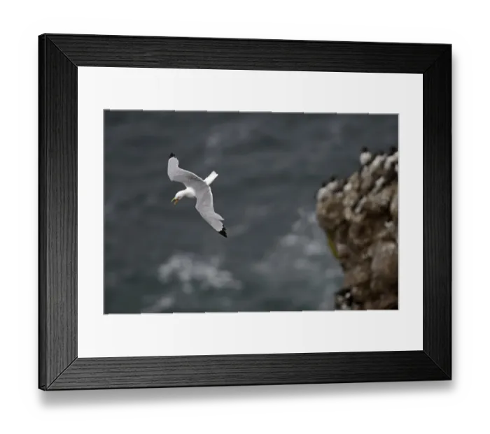 Framed Print : Black-legged Kittiwake Risa tridactyla Fowlsheugh RSPB Reserve Scotland July Framed Print : Black-legged Kittiwake Risa tridactyla Fowlsheugh RSPB Reserve Scotland July