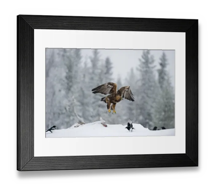 Framed Print : Golden Eagle Aquila chrysaetos Finland winter Framed Print : Golden Eagle Aquila chrysaetos Finland winter