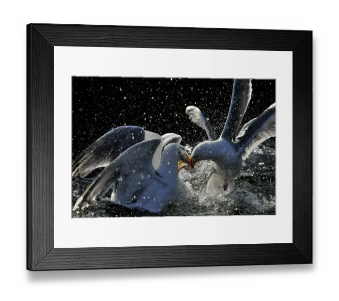 Framed Print : Herring Gulls Larus argentatus squabbling over food Norfolk UK
