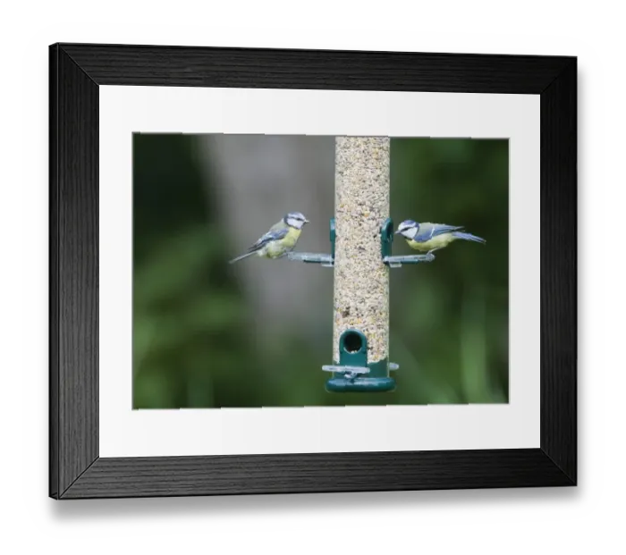 Framed Print : 004399 Framed Print : 004399