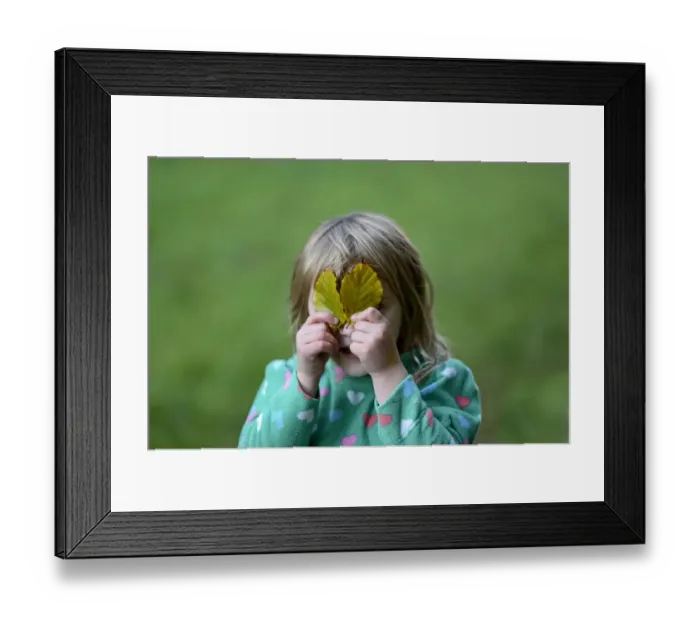 Framed Print : Young girl playing peek a boo with leaves in woodland Norfolk autumn Framed Print : Young girl playing peek a boo with leaves in woodland Norfolk autumn