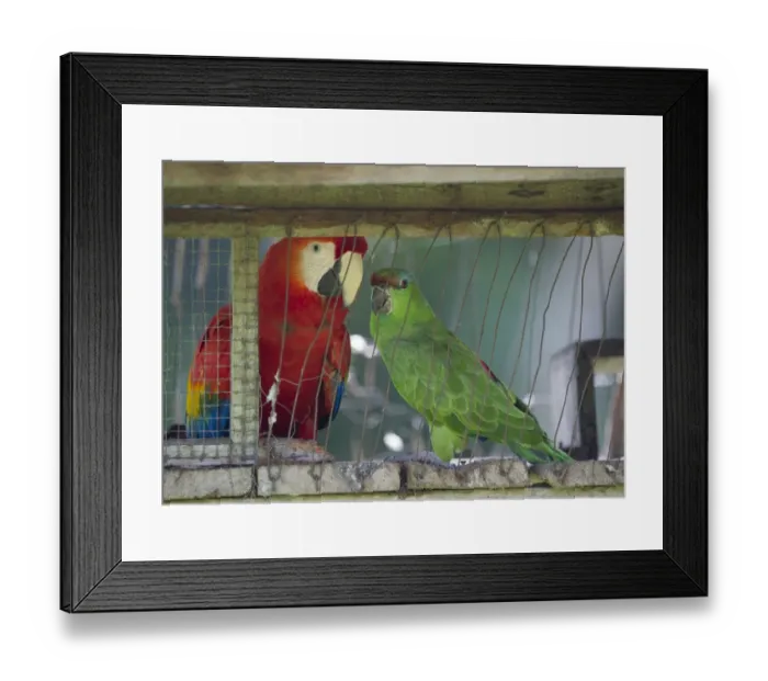 Framed Print : Scarlet Macaw and Festive Parrot caged at village on ARiver Amazon Peru Framed Print : Scarlet Macaw and Festive Parrot caged at village on ARiver Amazon Peru