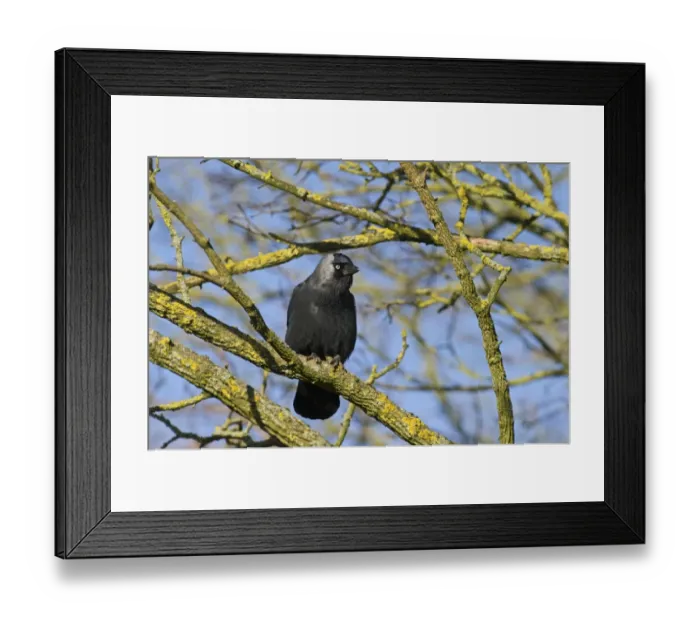 Framed Print : Jackdaw Corvus monedula Norfolk winter Framed Print : Jackdaw Corvus monedula Norfolk winter