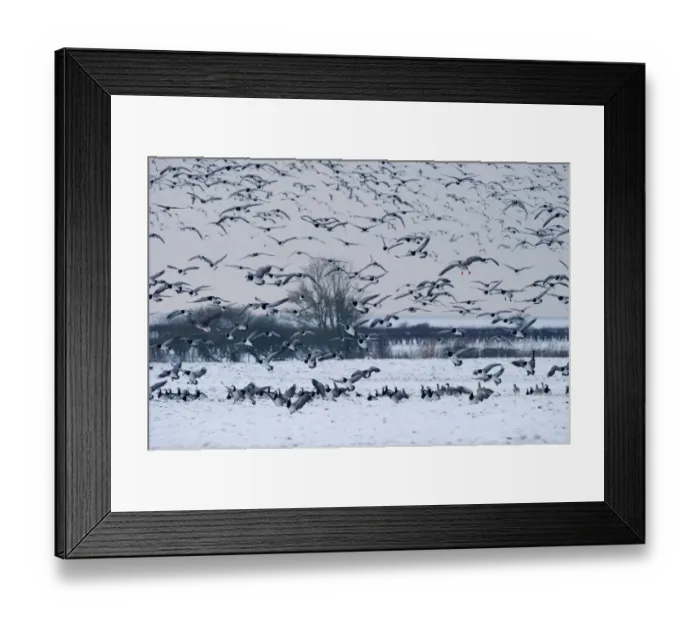 Framed Print : Barnacle Geese Branta leucopsis Solway Dumfries Scotland winter