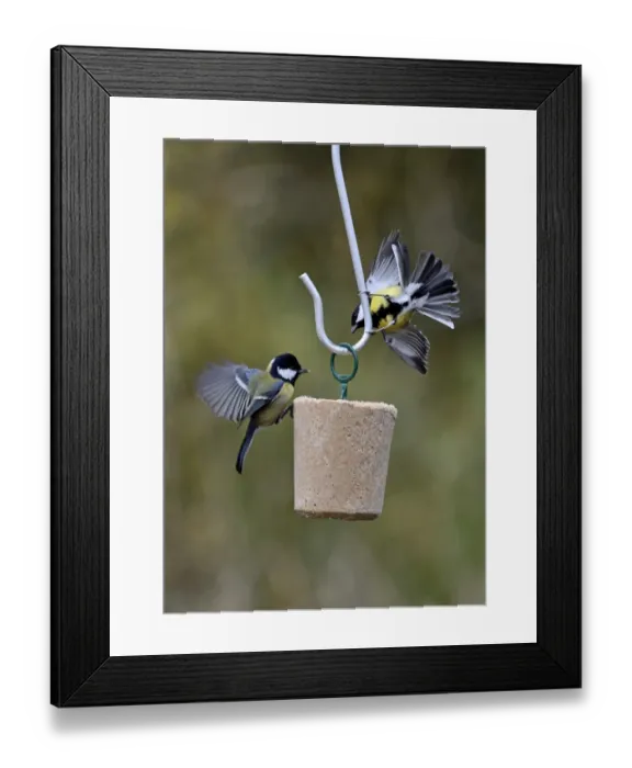 Framed Print : Great Tit Parus major showing aggression at fat feeder in garden Norfolk UK Framed Print : Great Tit Parus major showing aggression at fat feeder in garden Norfolk UK