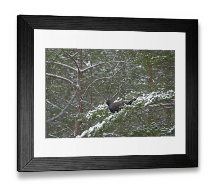 Framed Print : Capercailie Tetrao urogallus male in winter Highlands Scotland February Framed Print : Capercailie Tetrao urogallus male in winter Highlands Scotland February