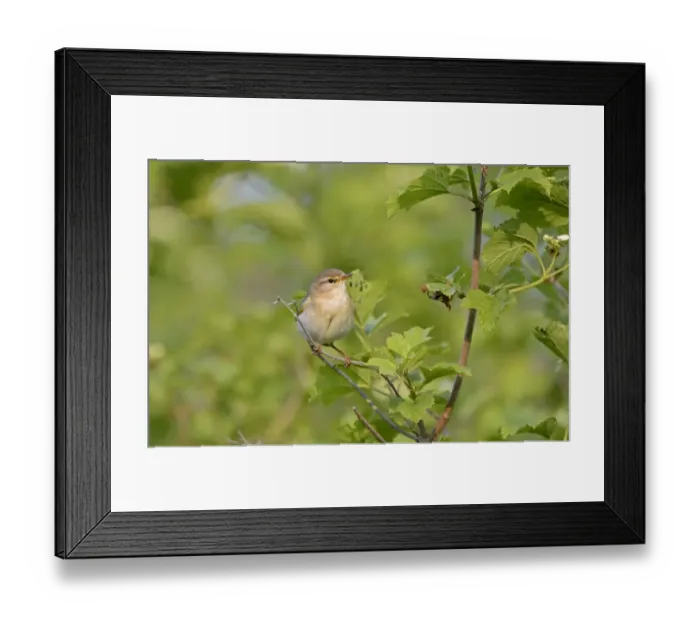Framed Print : Willow Warbler Phylloscopus trochilus male Norfolk June Framed Print : Willow Warbler Phylloscopus trochilus male Norfolk June