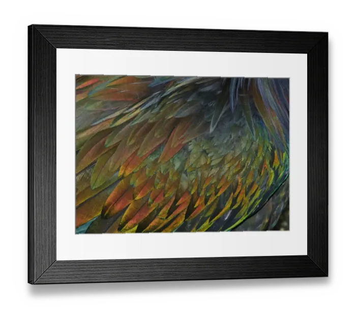 Framed Print : Feather detail of Nicobar Pigeon (Caloenas nicobarica) Framed Print : Feather detail of Nicobar Pigeon (Caloenas nicobarica)