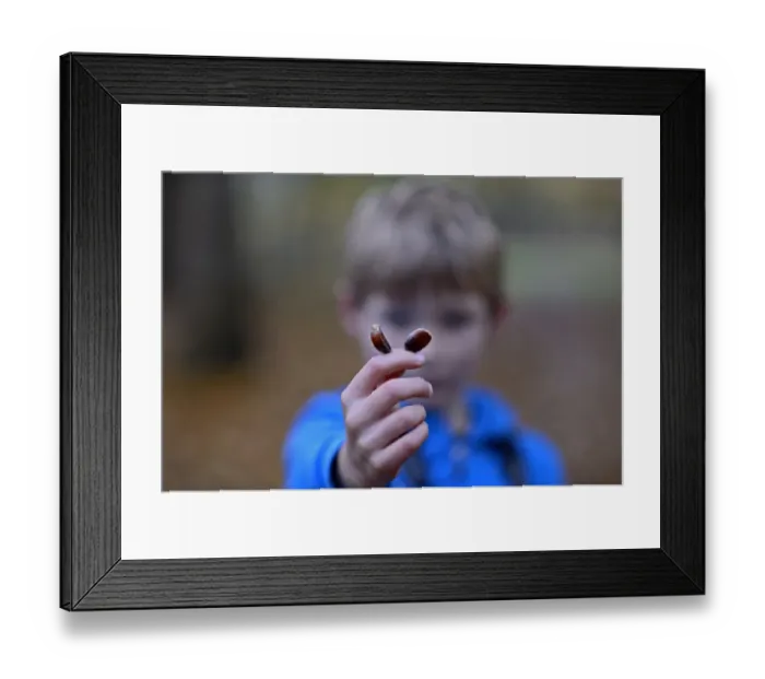Framed Print : Young boy holding up Sweet Chestnuts in woodland autumn Norfolk Framed Print : Young boy holding up Sweet Chestnuts in woodland autumn Norfolk