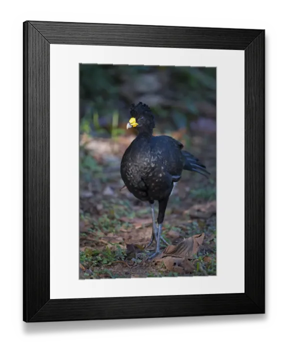 Framed Print : Great Curassow Crax rubra male La Selva Costa Rica Framed Print : Great Curassow Crax rubra male La Selva Costa Rica