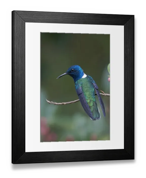 Framed Print : White-necked Jacobin Florisuga melivora male Costa Rica Framed Print : White-necked Jacobin Florisuga melivora male Costa Rica