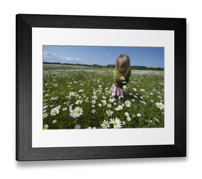 Framed Print : Young girl in Ox-eye Daisy field Norfolk summer Framed Print : Young girl in Ox-eye Daisy field Norfolk summer