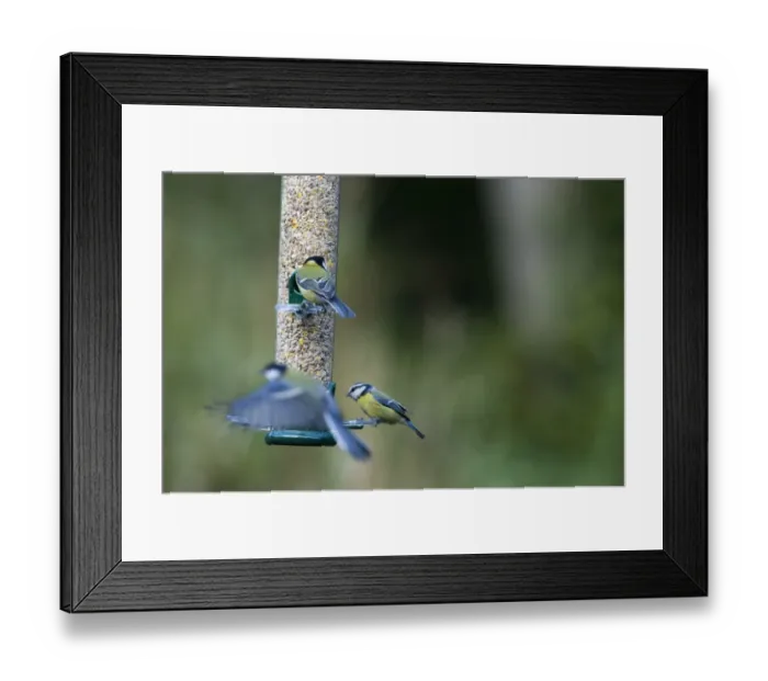 Framed Print : 005716 Framed Print : 005716