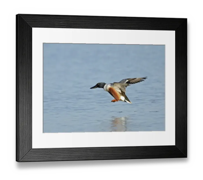 Framed Print : Northern Shoveler Anas clypeata male Cley Norfolk May Framed Print : Northern Shoveler Anas clypeata male Cley Norfolk May