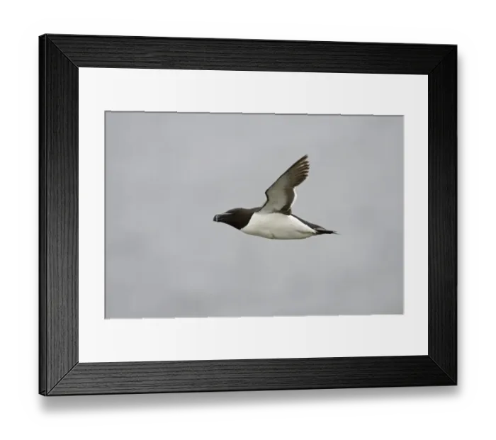 Framed Print : Swallow Hirundo rustica male with full crop to feed young in nest Norfolk June Framed Print : Swallow Hirundo rustica male with full crop to feed young in nest Norfolk June