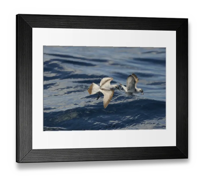 Framed Print : Fairy prion (Pachyptila turtur) feeding over Kaikoura canyon off South Island New Zealand Framed Print : Fairy prion (Pachyptila turtur) feeding over Kaikoura canyon off South Island New Zealand