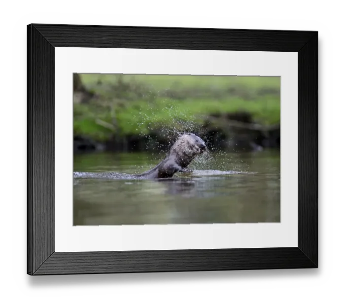 Framed Print : European Otter (Eurasian River Otter) Lutra lutra on River Thet, Thetford, Norfolk Framed Print : European Otter (Eurasian River Otter) Lutra lutra on River Thet, Thetford, Norfolk