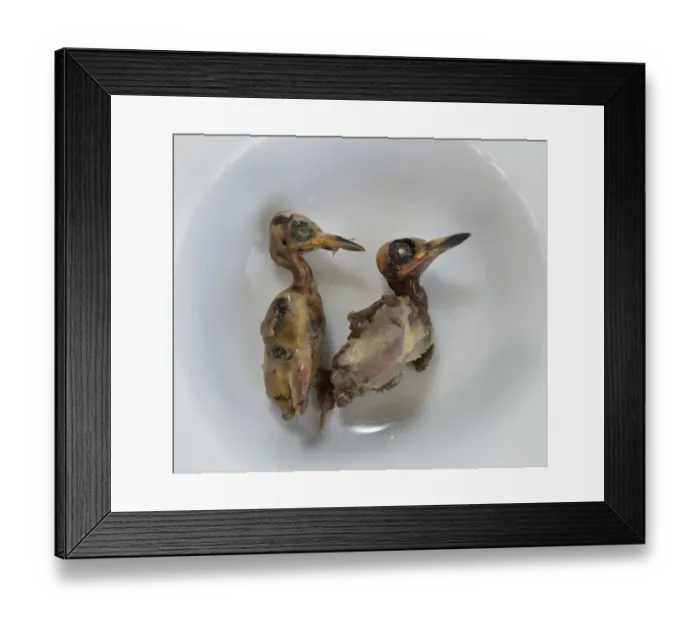 Framed Print : Ambelopoulia (means birds of the vineyards) small migratory birds prepared for eating Framed Print : Ambelopoulia (means birds of the vineyards) small migratory birds prepared for eating