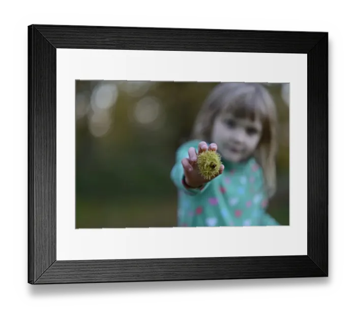 Framed Print : Young girl with Sweet Chestnuts in woodland in autumn Norfolk