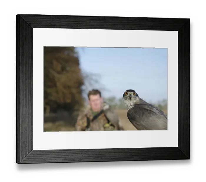 Framed Print : Hawking with Northern Goshawk Norfolk winter Framed Print : Hawking with Northern Goshawk Norfolk winter