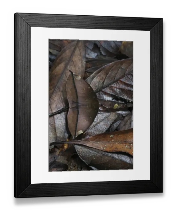 Framed Print : Peacock Moth Automeris sp. Amazon Rainforest Peru Framed Print : Peacock Moth Automeris sp. Amazon Rainforest Peru