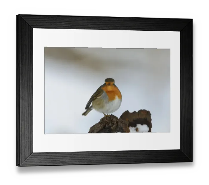 Framed Print : Robin Erithacus rubecula puffed up in cold Norfolk winter Framed Print : Robin Erithacus rubecula puffed up in cold Norfolk winter
