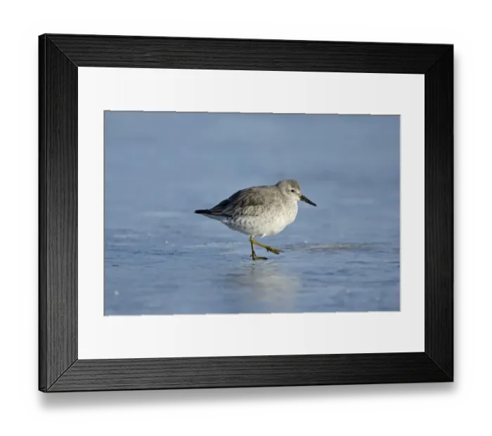 Framed Print : Red Knot Calidris canutus on iced over pool Cley Norfolk winter Framed Print : Red Knot Calidris canutus on iced over pool Cley Norfolk winter