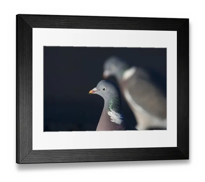 Framed Print : Wood Pigeon Columba palumbus Norfolk winter Framed Print : Wood Pigeon Columba palumbus Norfolk winter