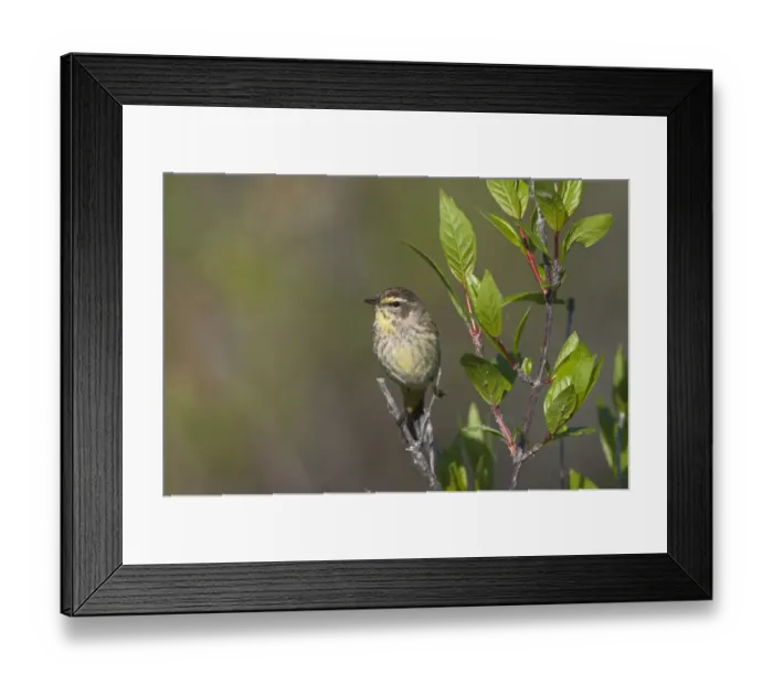 Framed Print : Palm Warbler Dendroica palmarum Florida Everglades USA Framed Print : Palm Warbler Dendroica palmarum Florida Everglades USA