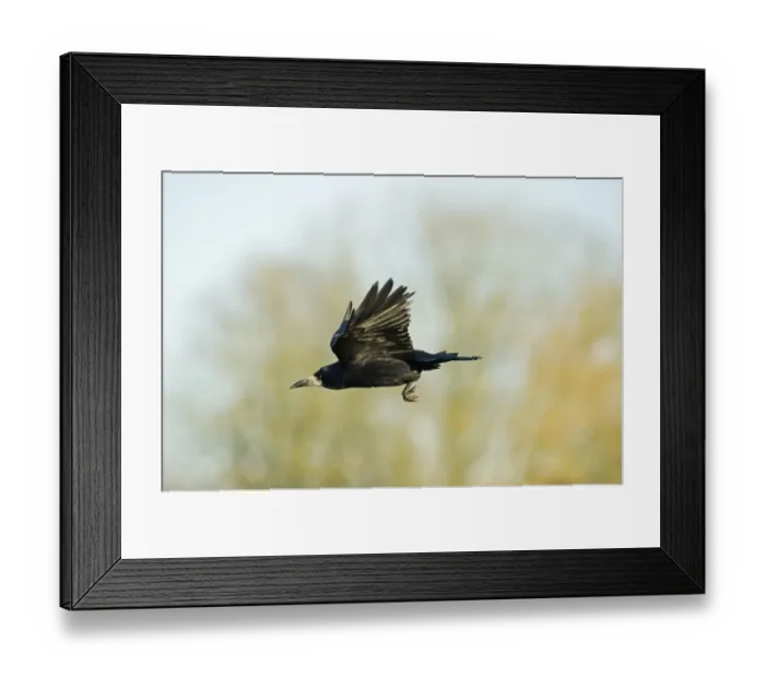 Framed Print : Rook Corvus frugilegus Norfolk spring Framed Print : Rook Corvus frugilegus Norfolk spring