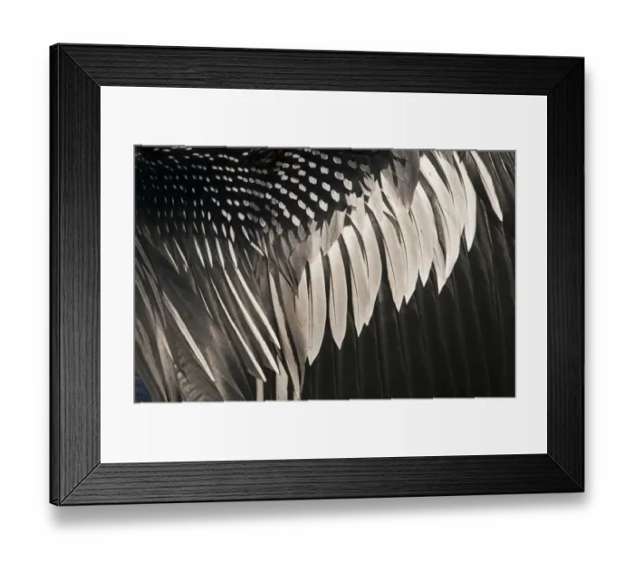 Framed Print : Detail of wing of Anhinga or American Darter Anhinga anhinga Florida Everglades Framed Print : Detail of wing of Anhinga or American Darter Anhinga anhinga Florida Everglades