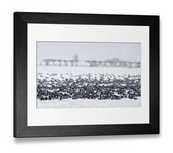 Framed Print : Barnacle Geese Branta leucopsis Solway Dumfries Scotland winter