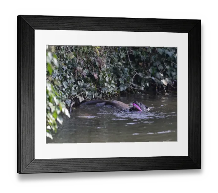 Framed Print : Otter Lutra lutra playing with snagged anglers lure in River Thet Norfolk