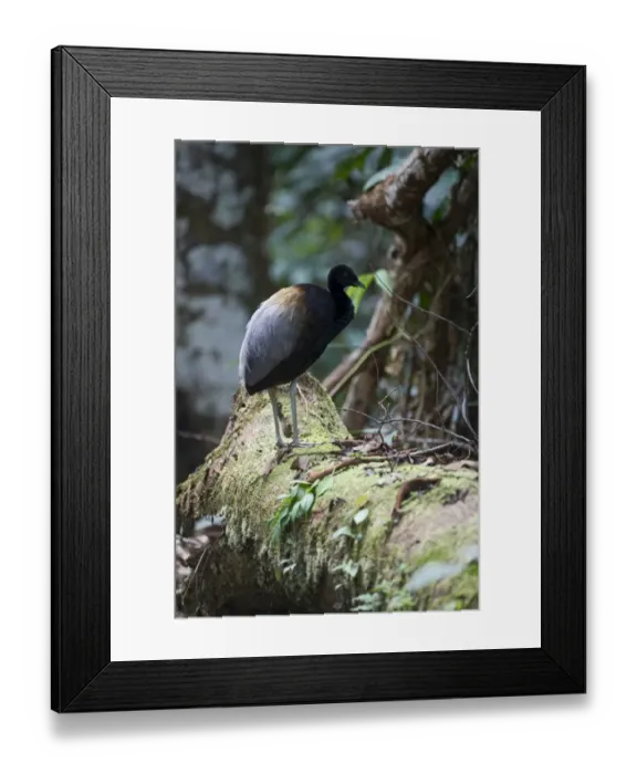 Framed Print : Grey-winged Trumpeter Psophia crepitans Amazon Rainforest Peru Framed Print : Grey-winged Trumpeter Psophia crepitans Amazon Rainforest Peru