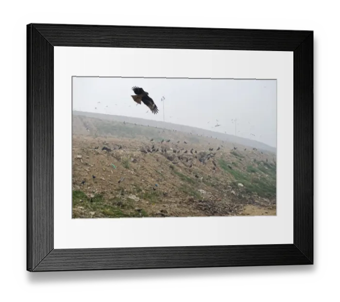 Framed Print : Black Kites Milvus migrans at Ghazipur rubbish fump one of the largest dumps on earth Framed Print : Black Kites Milvus migrans at Ghazipur rubbish fump one of the largest dumps on earth