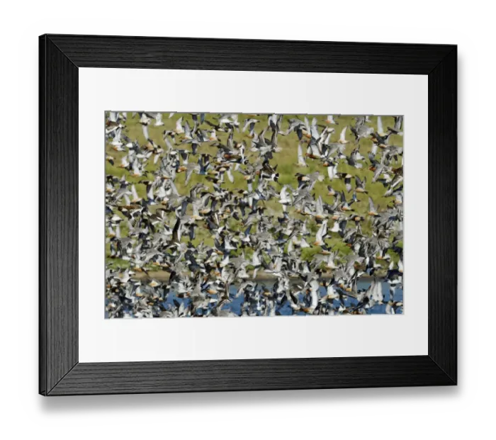 Framed Print : Knot Calidris canutus arriving at high tide roost on pits at Snettisham RSPB Reserve Framed Print : Knot Calidris canutus arriving at high tide roost on pits at Snettisham RSPB Reserve