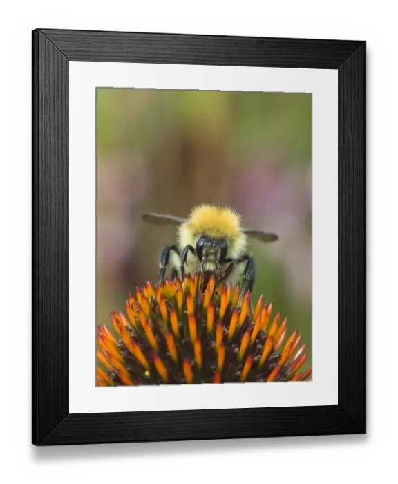 Framed Print : 004408 Framed Print : 004408