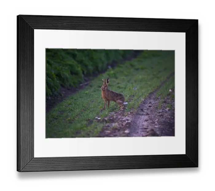 Framed Print : Brown Hare Lepus europaeus Norfolk spring Framed Print : Brown Hare Lepus europaeus Norfolk spring