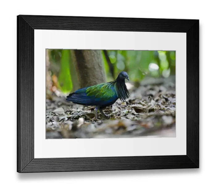 Framed Print : Nicobar Pigeon (Caloenas nicobarica) captive Framed Print : Nicobar Pigeon (Caloenas nicobarica) captive