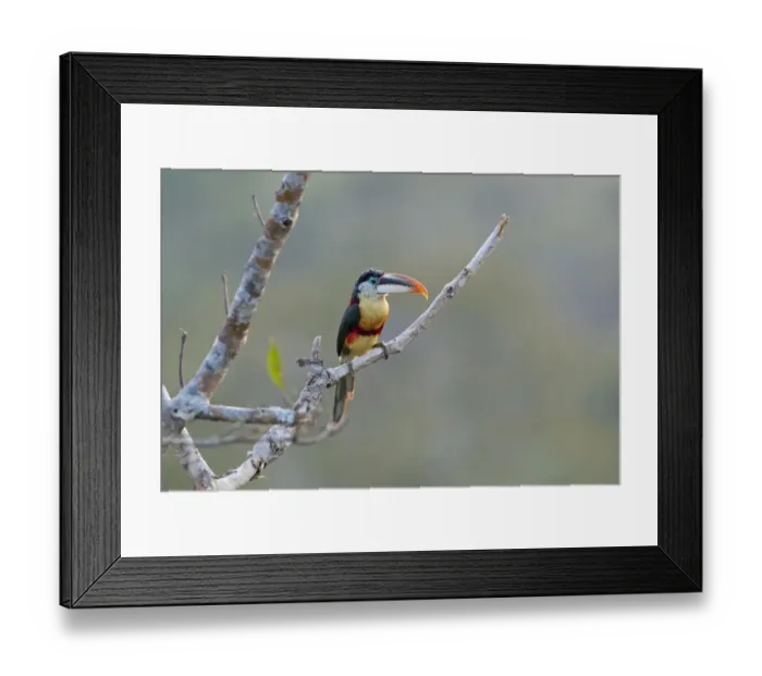 Framed Print : Curl-crested Aracari Pteroglossus beauhamaesii Tambopata Region Amazon Peru Framed Print : Curl-crested Aracari Pteroglossus beauhamaesii Tambopata Region Amazon Peru