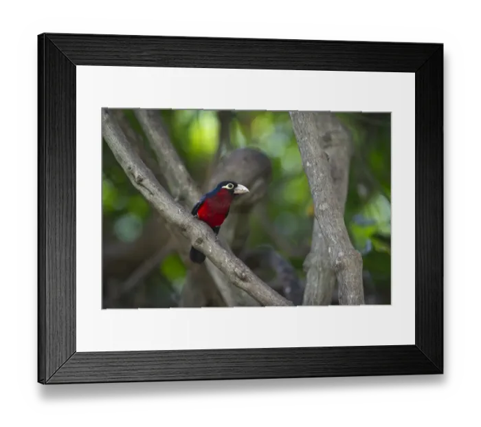 Framed Print : Double-toothed Barbet Lybius bidentatus Masai Mara Kenya Framed Print : Double-toothed Barbet Lybius bidentatus Masai Mara Kenya
