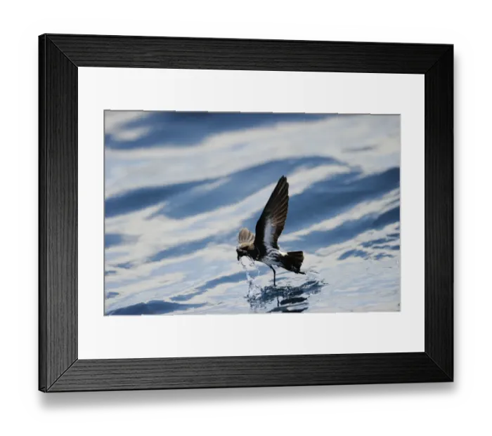 Framed Print : New Zealand Storm Petrel Oceanites maorianus Hauraki Gulf off North Island New Zealand