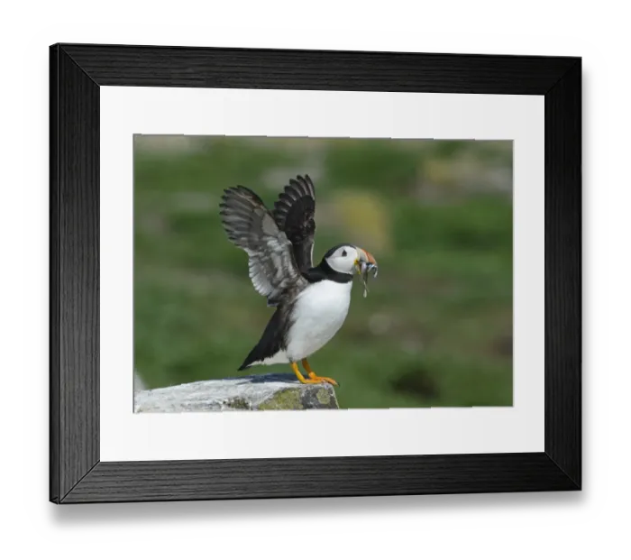Framed Print : Puffin Fratercula arctica with sand eels Farne Islands Northumberland July Framed Print : Puffin Fratercula arctica with sand eels Farne Islands Northumberland July