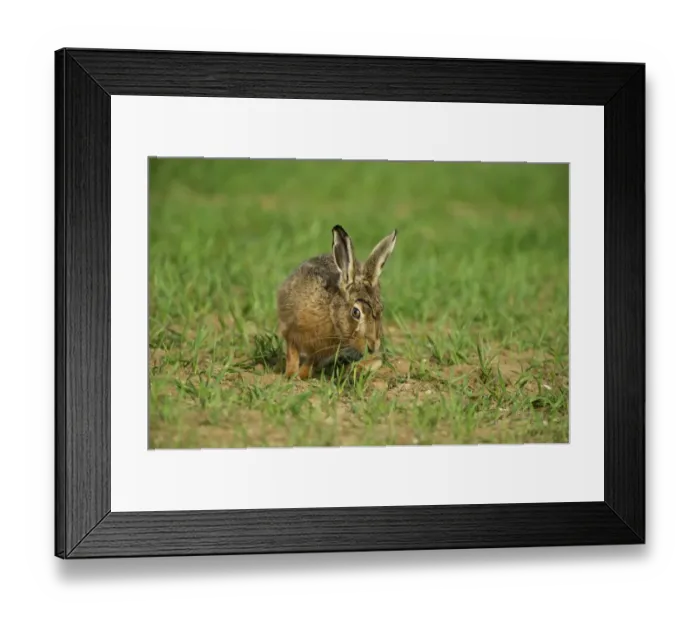 Framed Print : Brown Hare Lepus europaeus Norfolk spring Framed Print : Brown Hare Lepus europaeus Norfolk spring