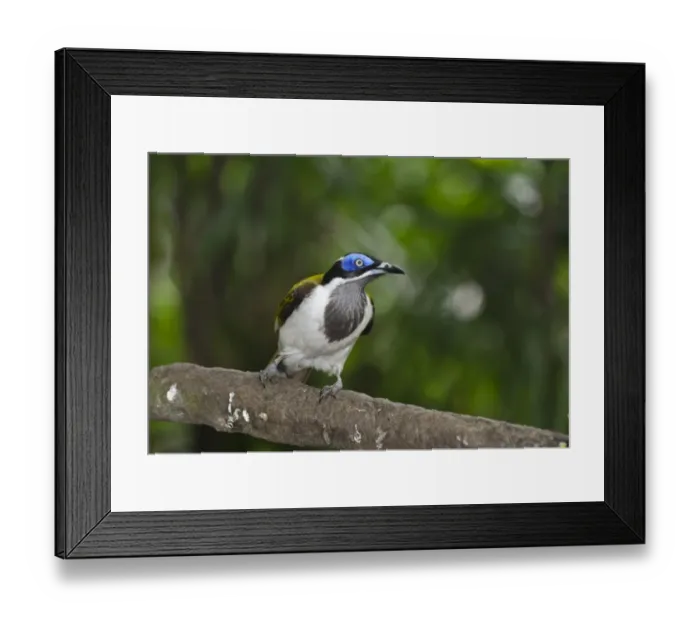 Framed Print : Blue-faced Honeyeater (Entomyzon cyanotis), New Guinea and Australia Framed Print : Blue-faced Honeyeater (Entomyzon cyanotis), New Guinea and Australia